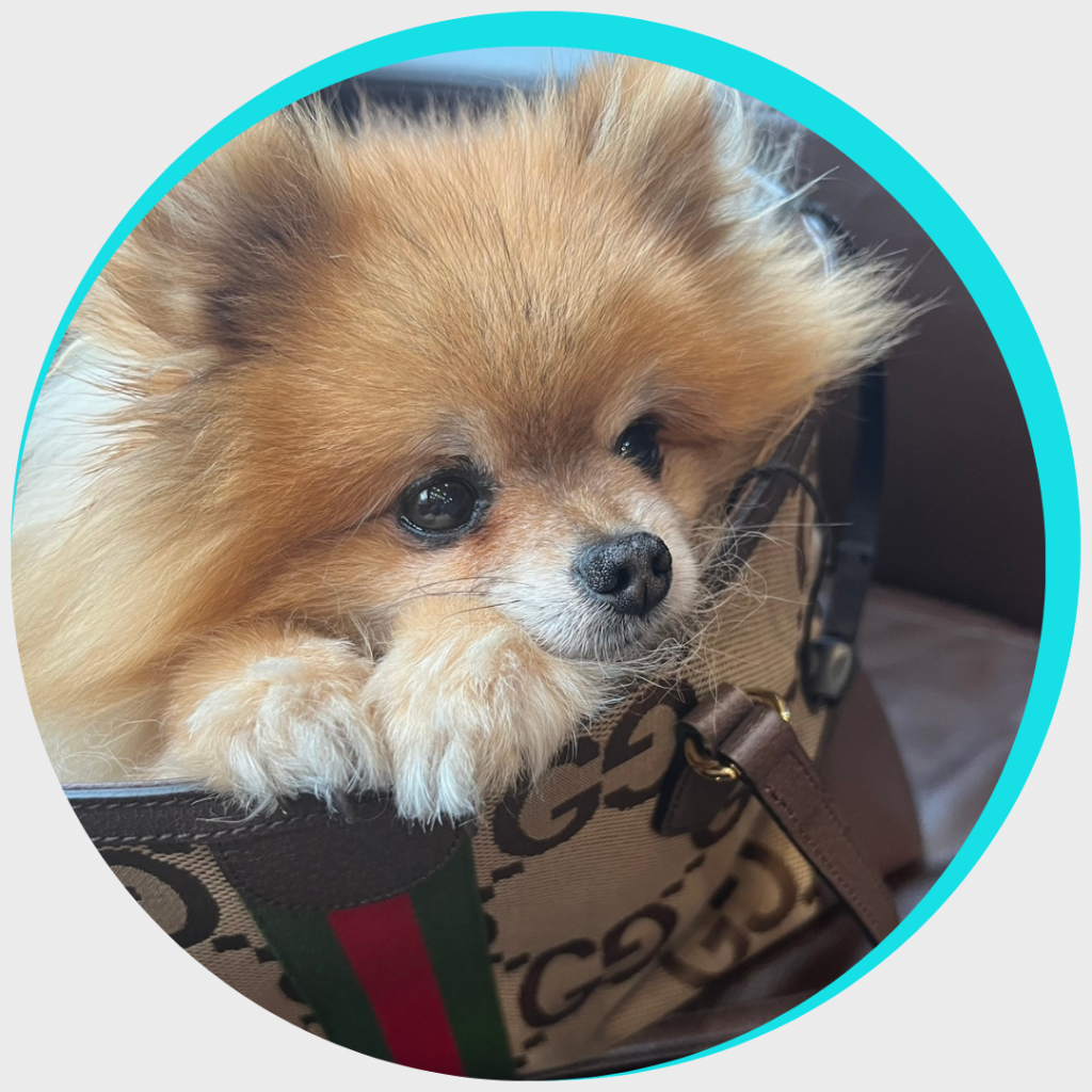 Chiropractic therapy dog at our Bromley and Chislehurst clinic offering comfort and support to patients from Beckenham, Bickley, and Elmstead.